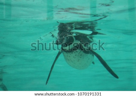 penguin Humboldt Penguins (Spheniscus humboldti) swims stock, photo, photograph, picture, image