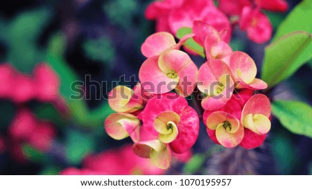 Euphorbia milii (crown of thorns or Christ plant)  red flowers