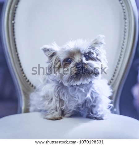 Cute Yorkshire Terrier girl resting on a leather chair before shearing. Toned image. portrait view. square cropping