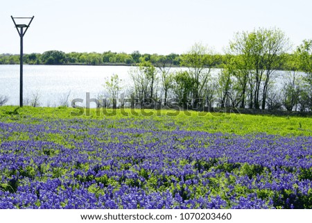 Overlook along the Ennis, Texas Bluebonnet Trail during spring time