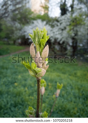 Spring Flower and Grass