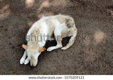 Stray dog on pavement, top view. Rescue and shelters for homeless animals. Made boarding home for dogs. Concept: we are responsible for animals, compassion, humanity Royalty-Free Stock Photo #1070209121