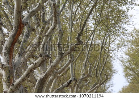 Row of platanus trees, also called plane trees, platanaceae family, High vertical branches with foliage aligned along an urban alley. Pattern of trunks and leaves, with clear sky in background.  