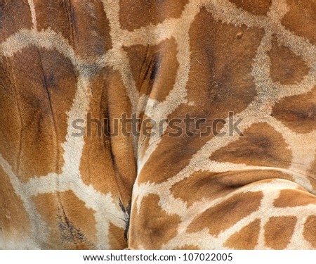 Reticulated Giraffe (Giraffa camelopardalis reticulata) Skin Background Texture