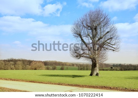 Treescape leafless tree picture. Springtime leafless tree on green field with blue sky and white cloud formation as background. Landscape tree in field With cloud formation in blue sky. Nature scenery