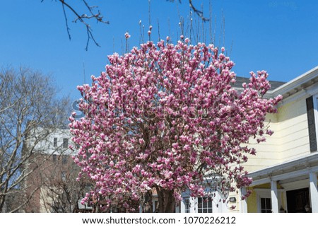 A pink magnolia blossom with a blue sky on back in new york city