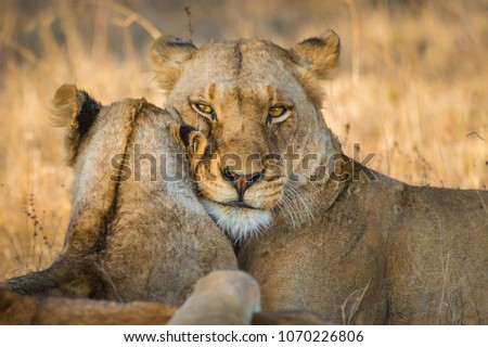 A beautiful colour image, of a lioness and her cub bonding with each other Greater Kruger National Park, South Africa.