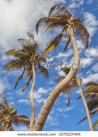 Palm trees with curvy trunks background with a blue and cloudy sky