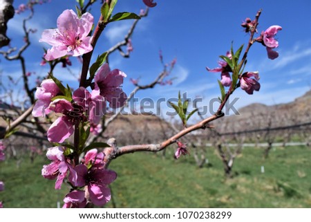 Pink peach blossoms on trees in orchard in Palisades, Colorado.