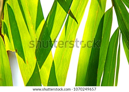 Bamboo leaf on light