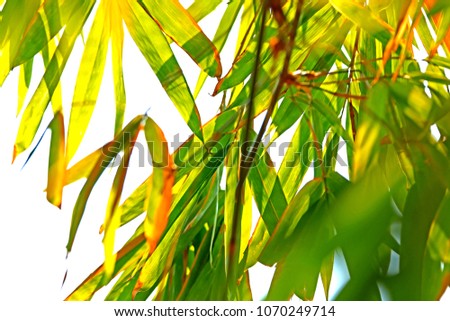 Bamboo leaf on light