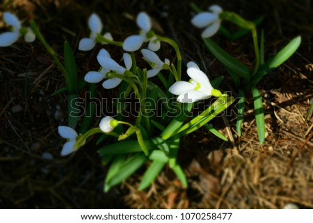 White Snowdrop Flowers in Spring. Stock Photo