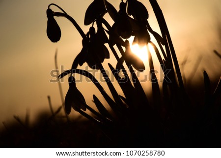 Snowdrop Silhouettes Against Sunset. Stock Photo