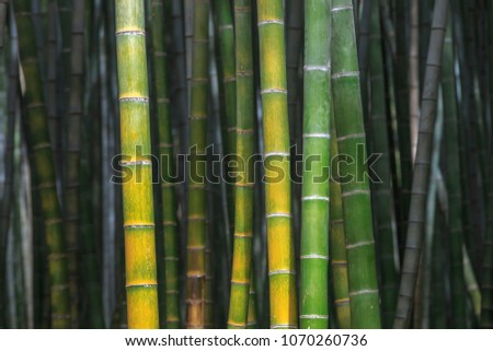 Bamboo branch in beautiful Green Bamboo Forest  with sunny in the morning in Busan, Korea. Natural Forest for Rest and Healing Power and tourist attraction.

