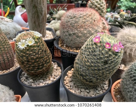 Pink cactus flower blooming, colorful flower blossom, cactus in flower pot for home and office decoration