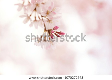 Over hangging Cherry blossom flower and buds with beautiful pastel pink background. Shallow depth of field.