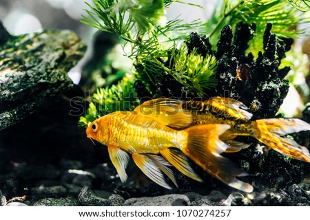 Small fish in tank aquarium