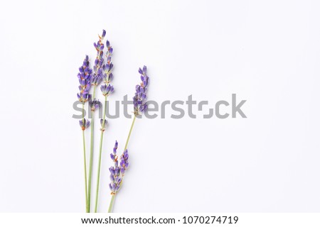 violet lavender flowers arranged on white background. Top view, flat lay. Minimal concept. Dry flower floral composition copy space. Pastel beautiful romance art colors. Fashion macro copyspace