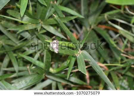 Butterfly perch on the bamboo leaves. It is an insect with two pairs of large wings that are covered with tiny scales, usually brightly colored.