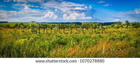 Panoramic view of a meadow at sunset. Heraclium on the foreground. Rural landscape. Panorama