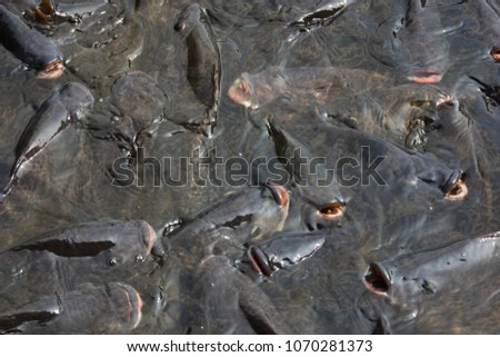 Tilapia is emerging over the surface of the water to await and scramble to eat the bait or pellet to sow. This is a hybrid of Tilapia hybrid. In the industrialized South East Asia
