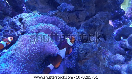 Clownfish (anemonefish) fishes and soft coral underwater.
