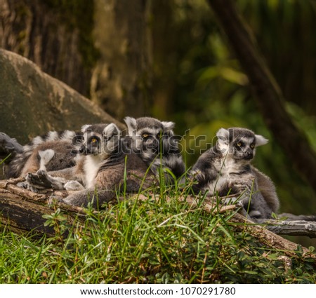 Ring-tailed lemurs (Lemur catta) photographed against a blurred background at a zoo. Faces of three lemurs are visible. Lemurs are primates native to the island of Madagascar east of Africa.