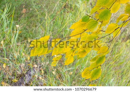 Macro photography. Close-up. Autumn birch twig. Yellow color