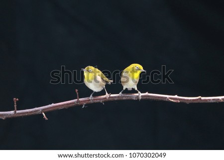 Sitting on a branch
Birds looking around