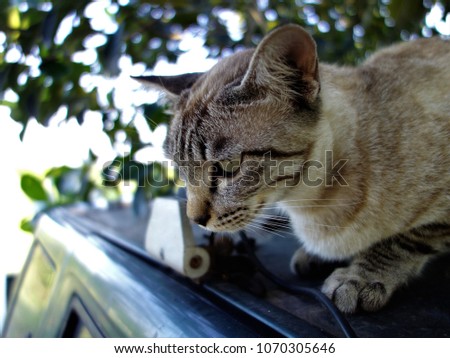 Cat squat on the car hood with leaf background