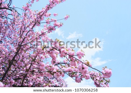 peach blossom under sunny blue sky. Spring season.