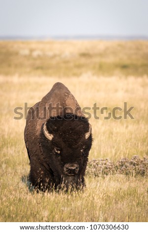 A lonely adult Bison bull (Bison bison) on the open prairies of Saskatchewan.
