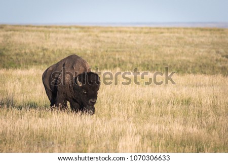 Adult Bison bull (Bison bison) on the open prairies of Saskatchewan.