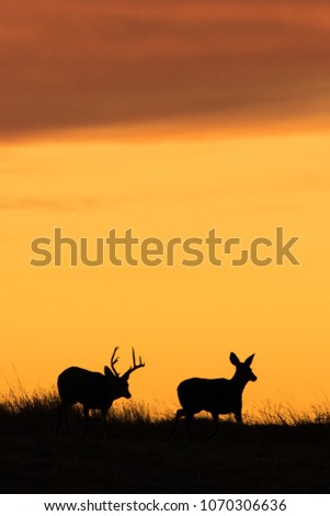 A mature Mule deer ( Odocoileus hemionus ) chasing a doe during the Fall rut.