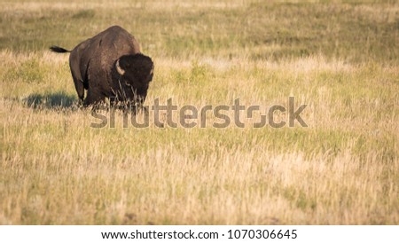 Adult Bison bull (Bison bison) on the prairies of Saskatchewan, flicking its tail.