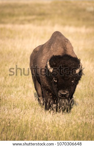 A lonely adult Bison bull (Bison bison) on the prairies of Saskatchewan in the Grasslands national park.