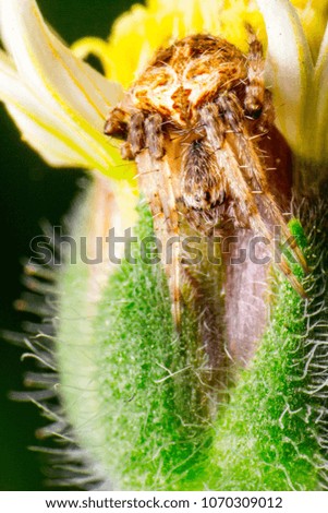 Small spider on grass flower with blurry background.