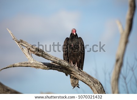 turkey vulture perched and posing for your picture