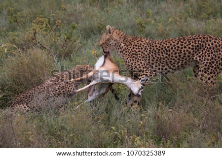 The pair of cheetahs eats prey after a successful hunt. These are good pictures of wildlife. Photos were taken on short distance and with excellent light.