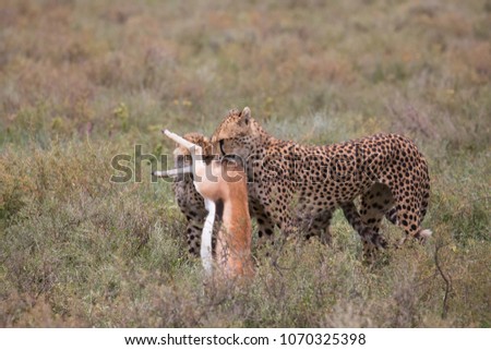 The pair of cheetahs eats prey after a successful hunt. These are good pictures of wildlife. Photos were taken on short distance and with excellent light.
