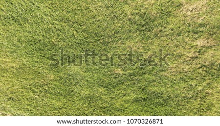Perfect grass on the golf field. Background green grass