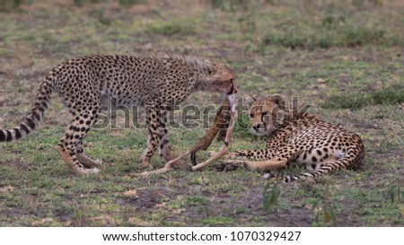 The pair of cheetahs is carrying the victim after a successful hunt. These are good pictures of wildlife. Photos were taken on short distance and with excellent light.
