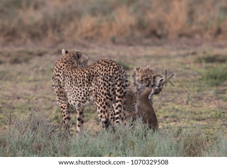 The pair of cheetahs is carrying the victim after a successful hunt. These are good pictures of wildlife. Photos were taken on short distance and with excellent light.