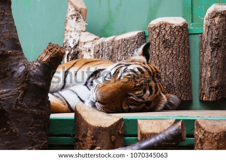 The sleeping tiger on trees.