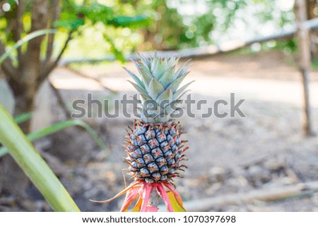 pineapple in farm with nature background. subject is blurred.