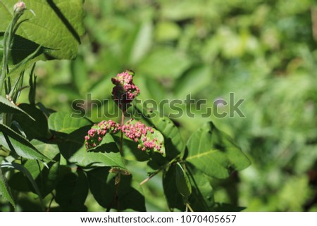 Pink bubble wart-like leaf disease infestation gall mites Vasates quadripedes on leaves.