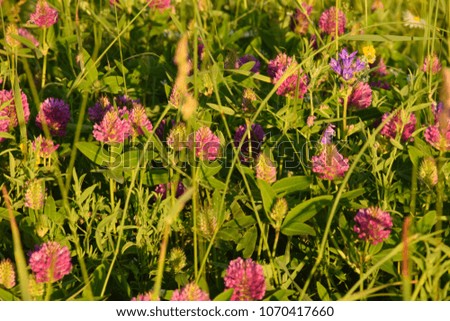 Summer picture. Bright pink clover in a meadow. July