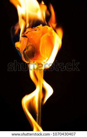 Beautiful picture with one beautiful flower on fire