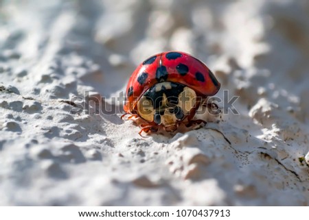 little macro lady bug in spring season
