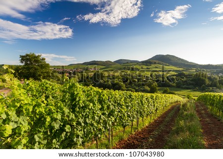 Vineyard and hilly landscape in Pfalz, Germany Royalty-Free Stock Photo #107043980